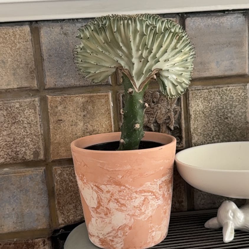Photo of the plant species Coral Cactus by @SirYellowwort named Cynthia on Greg, the plant care app