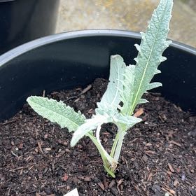 Photo of the plant species Green Globe Artichoke by Ashlyn named Coco on Greg, the plant care app