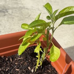 Photo of the plant species Ashwagandha by Ashlyn named Gregarious on Greg, the plant care app