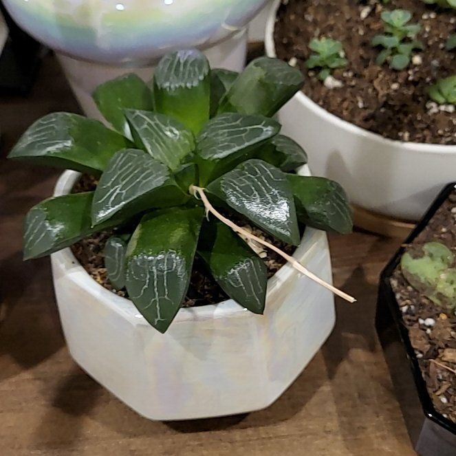 Photo of the plant species Haworthia mutica by @TastyConecatus named Stella on Greg, the plant care app