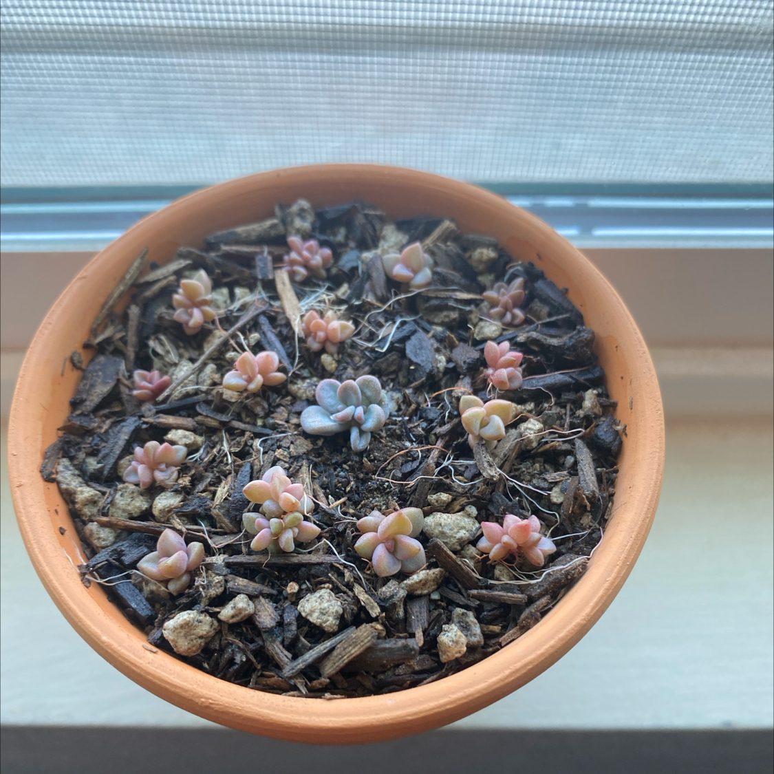 Potted Graptopetalum 'Murasaki' with multiple small rosettes in visible soil.