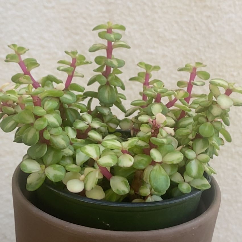 Portulacaria afra 'Kaleidoscope' plant in a pot with vibrant green and variegated leaves.