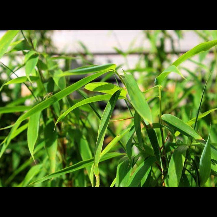 Close-up of Monk's Belly Bamboo with healthy green leaves.