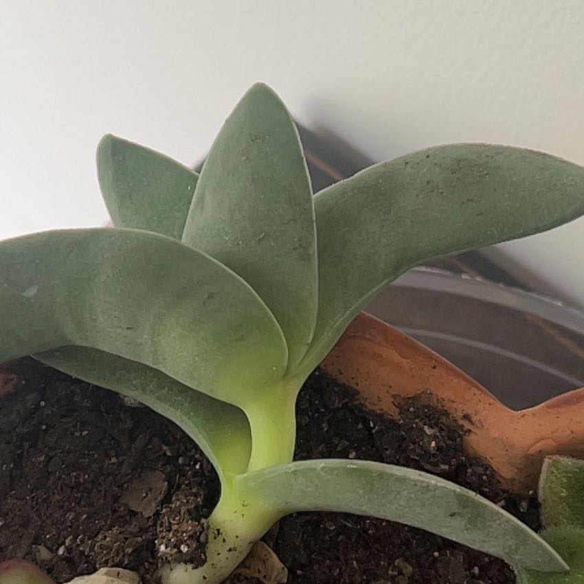 A succulent plant with thick, green leaves in a pot with visible soil.