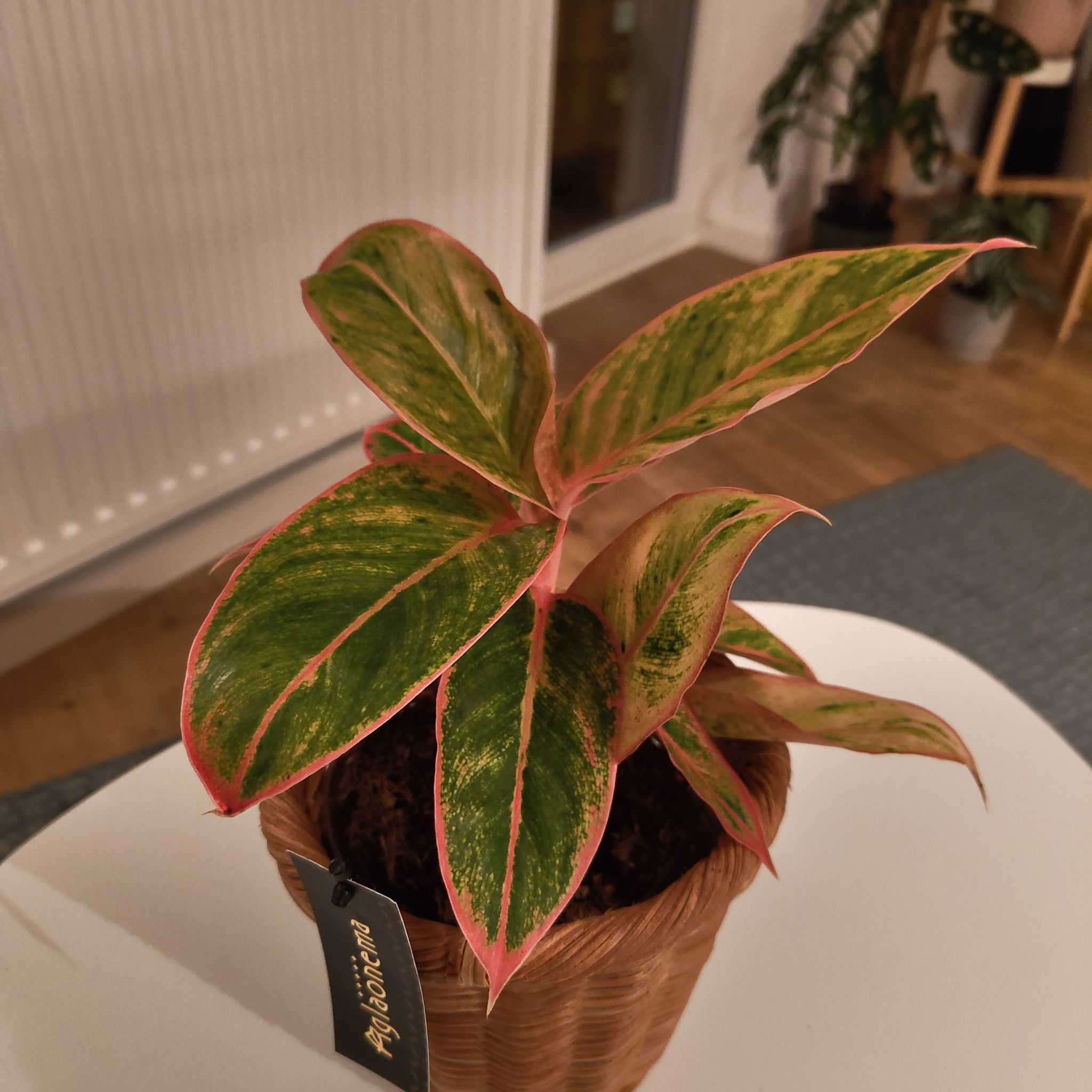 Photo of the plant species Golden Papaya Chinese Evergreen by @SuitablePomelo named Salmon on Greg, the plant care app
