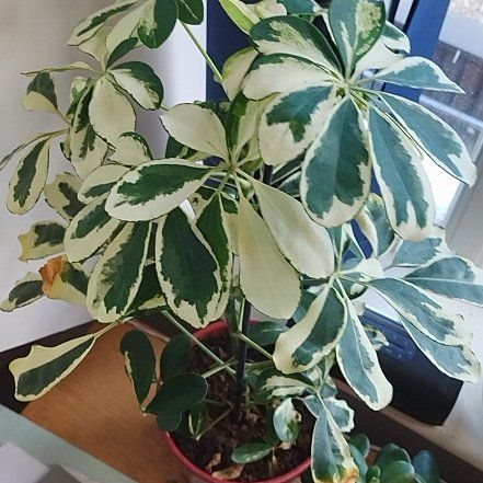 Photo of the plant species Umbrella Tree 'Charlotte' by @PeppyChinotto named Drake on Greg, the plant care app