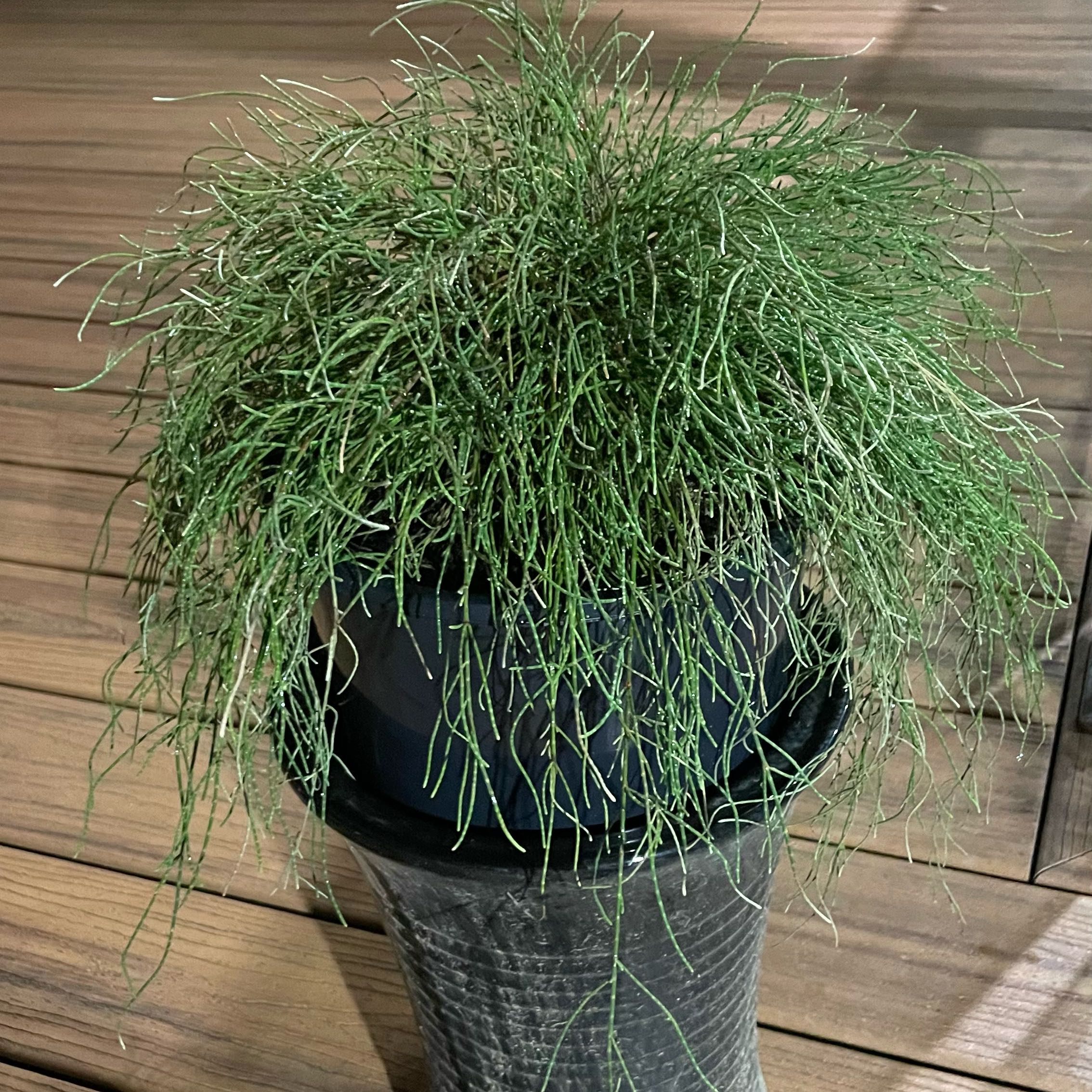 Plant care for Sheoak on Greg, the plant care app