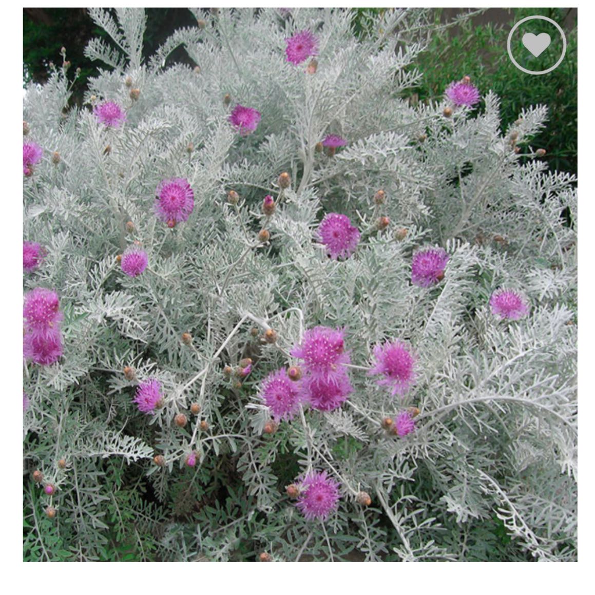 Photo of the plant species Silver Fountain by @PeachyGreen named Dusty Miller on Greg, the plant care app