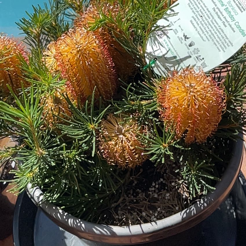 Photo of the plant species Hairpin Banksia by @PeachyGreen named Birthday Boy on Greg, the plant care app