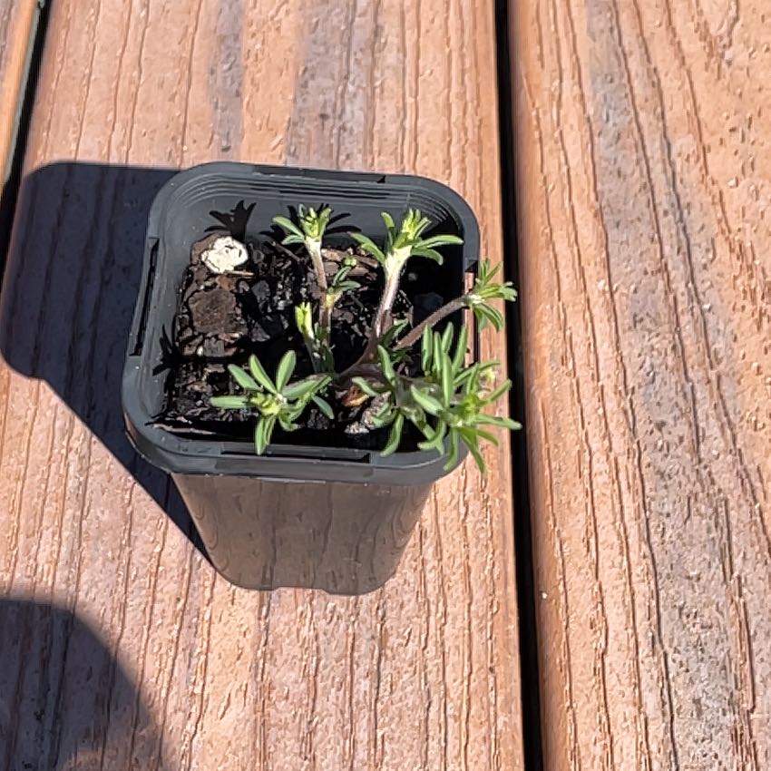 Photo of the plant species Tropical Woodsorrel by @PeachyGreen named Hirta on Greg, the plant care app