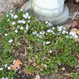 Photo of the plant species Spreading Phlox by @TitanicInchworm named Huckleberry Fern on Greg, the plant care app