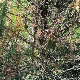 Photo of the plant species Rock Juniper by @HandyAmbrosina named Gobi on Greg, the plant care app
