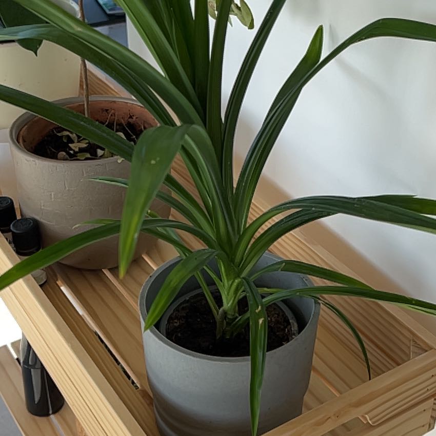 Healthy Pandan plant in a pot on a wooden surface with another plant in the background.