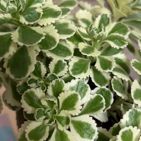 Photo of the plant species Sedum Atlantis by @VividBrandegea named ChloroPhil on Greg, the plant care app