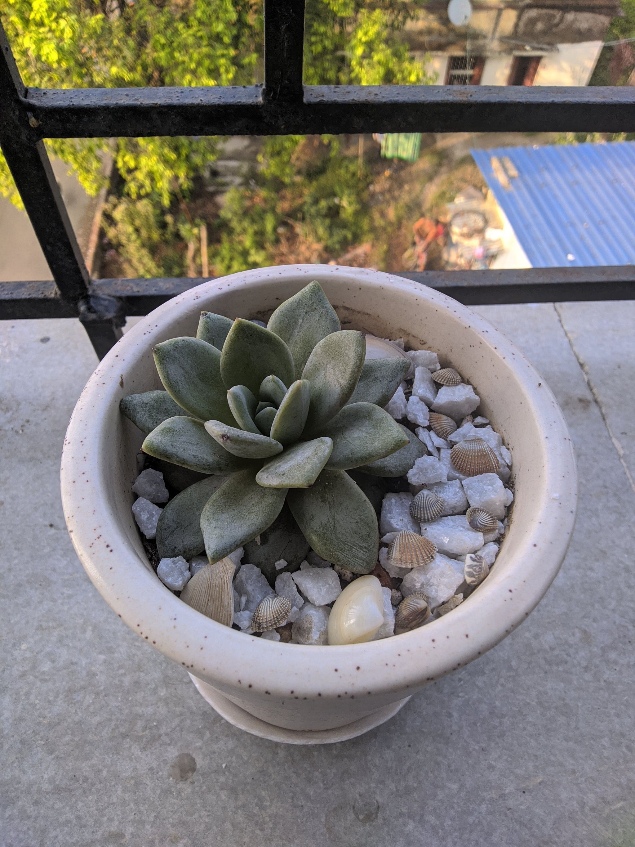 Potted Echeveria 'Lime n' Chile' succulent with decorative stones.