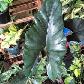 Photo of the plant species Alocasia Purple Cloak by @HumbleGhost named Pax on Greg, the plant care app