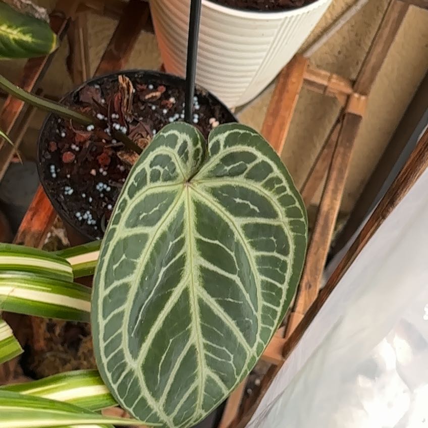 Photo of the plant species DocBlock Michelle by @HumbleGhost named Ronaldo on Greg, the plant care app