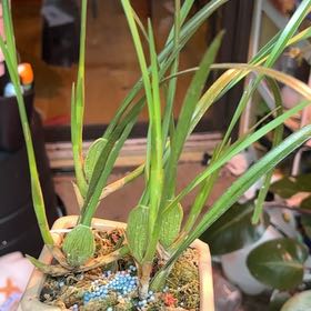 Photo of the plant species Coconut Orchid by @HumbleGhost named Gaga on Greg, the plant care app