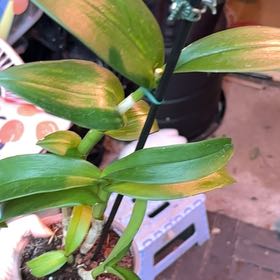 Photo of the plant species Dendrobium Phalaenopsis by @HumbleGhost named Lebron on Greg, the plant care app