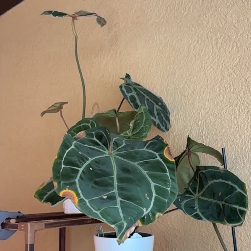 Photo of the plant species DocBlock Michelle by @HumbleGhost named Michelle Branch on Greg, the plant care app