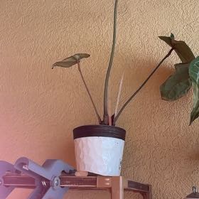 Photo of the plant species DocBlock Michelle by @HumbleGhost named Messi on Greg, the plant care app