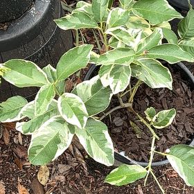 Photo of the plant species Pink Lemonade Lemon by @HumbleGhost named James Dean on Greg, the plant care app