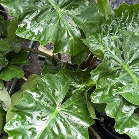 Photo of the plant species Alocasia 'LowriderTM' by @HumbleGhost named Beckham on Greg, the plant care app