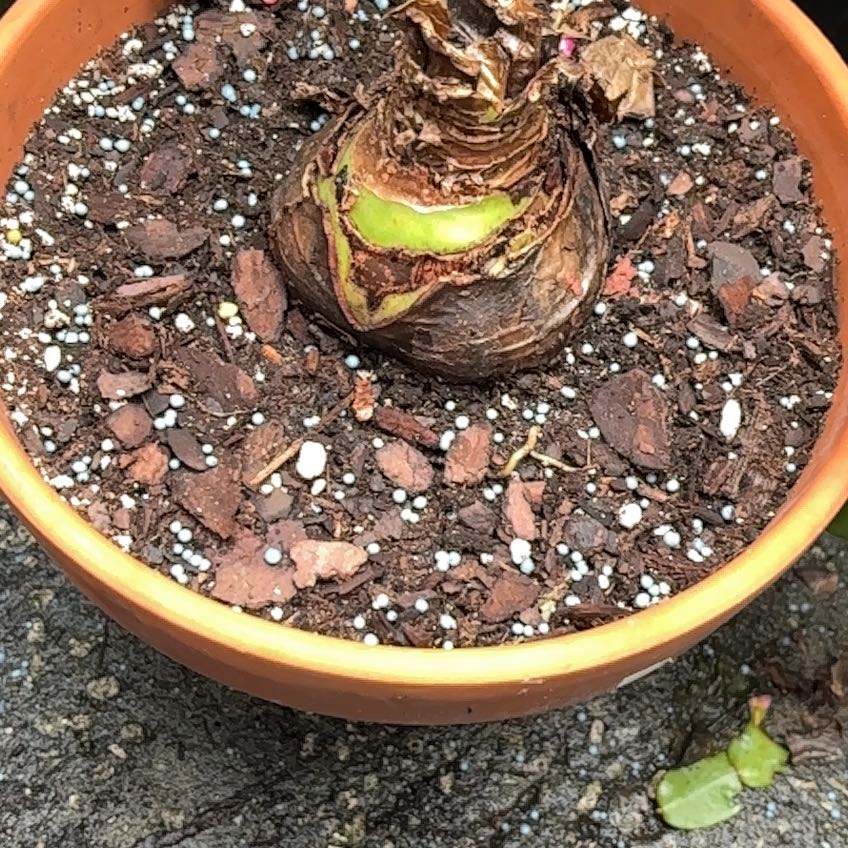 Photo of the plant species Amaryllis 'Amadeus' by @HumbleGhost named Leaf Erickson on Greg, the plant care app