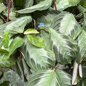 Photo of the plant species Maranta by @HumbleGhost named Dolores on Greg, the plant care app