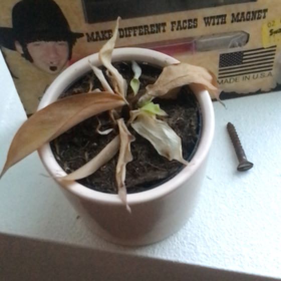 Photo of the plant species Polynesian Sunset Philodendron by @ZestyMuskmallow named Gomez on Greg, the plant care app