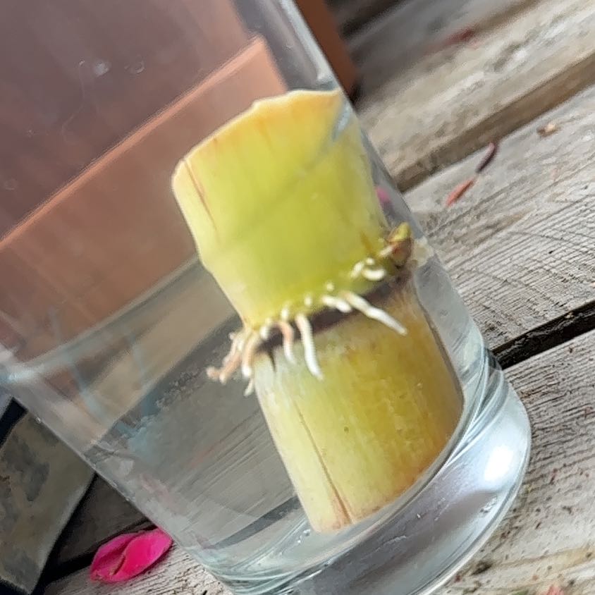 Photo of the plant species Wild Sugarcane by @RegalRustyfig named Fernie Mercury on Greg, the plant care app