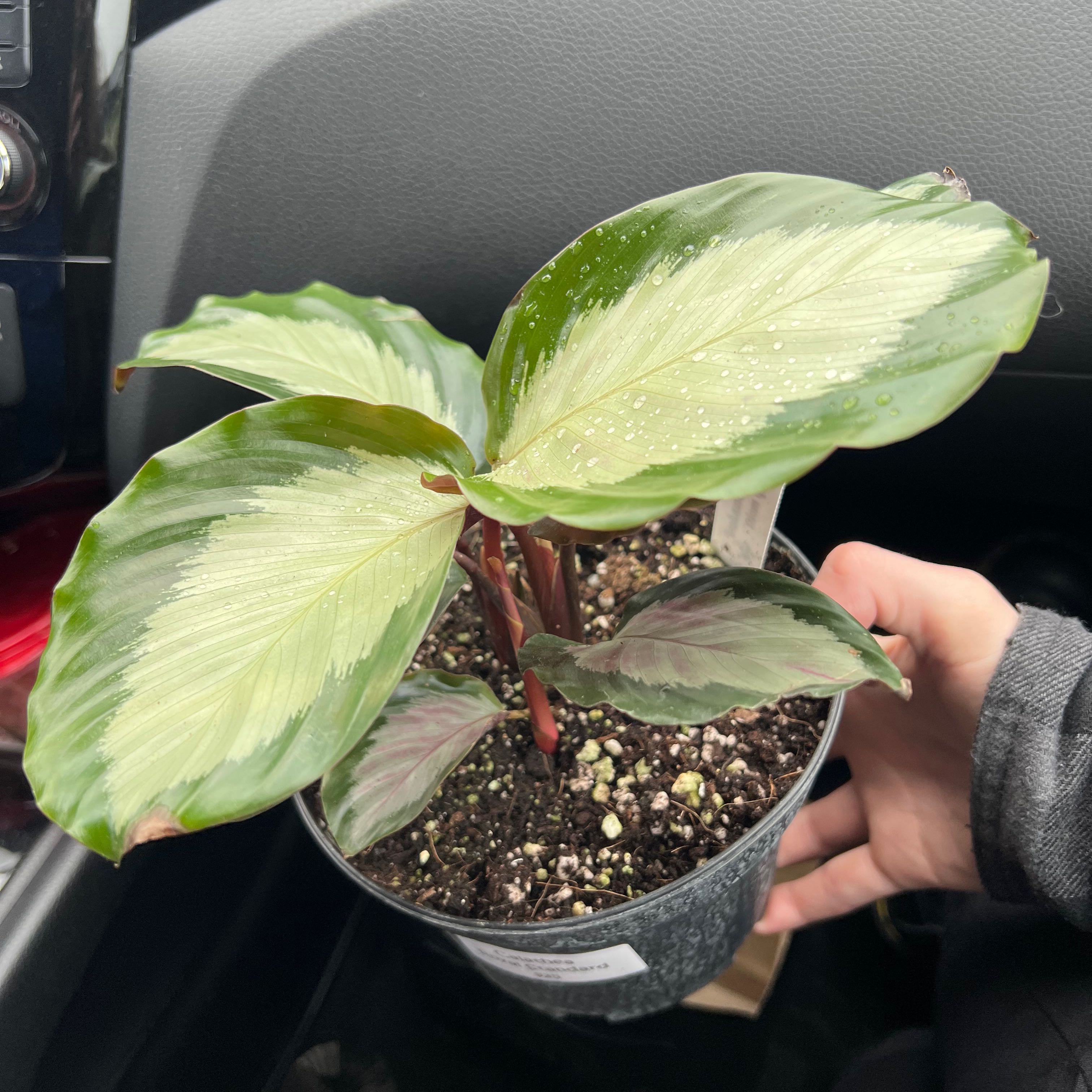 Photo of the plant species Calathea Royal Standard by @Erin_lynn named Marley on Greg, the plant care app