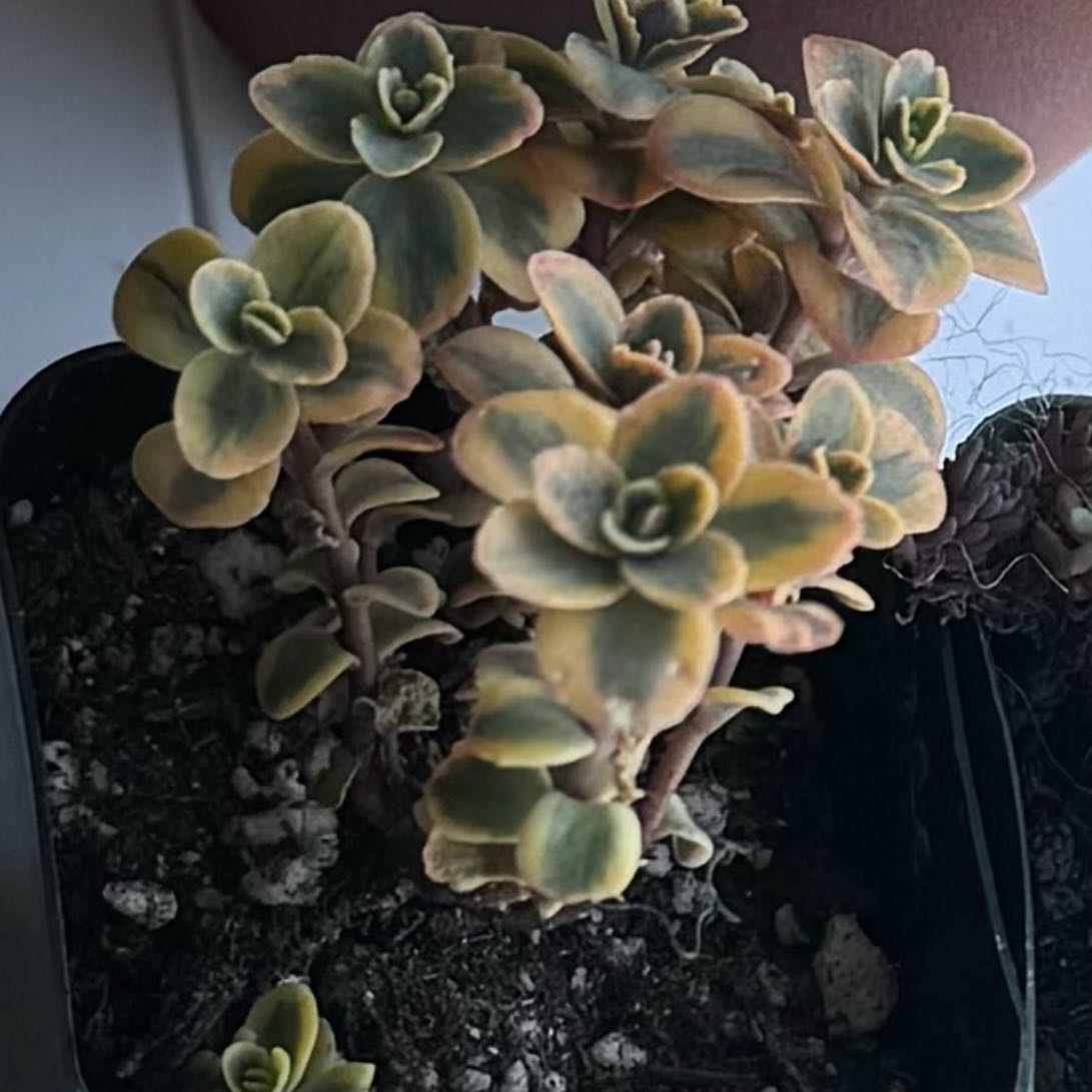 Photo of the plant species Sedum Sunsparkler 'WildFire' by @PetBostonfern named Xena on Greg, the plant care app