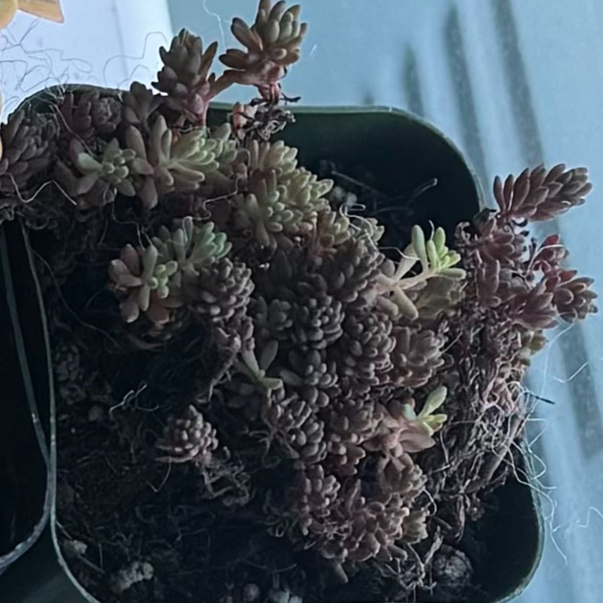 Photo of the plant species Blue Tears Sedum by @PetBostonfern named Pink on Greg, the plant care app