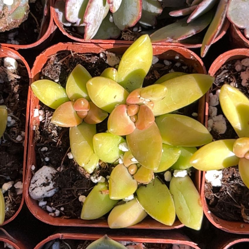 Tree Diddy | A plant by @PetiteRaspfern on Greg