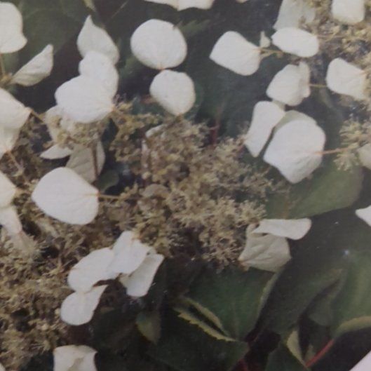 Plant care for False Christmas Cactus on Greg, the plant care app