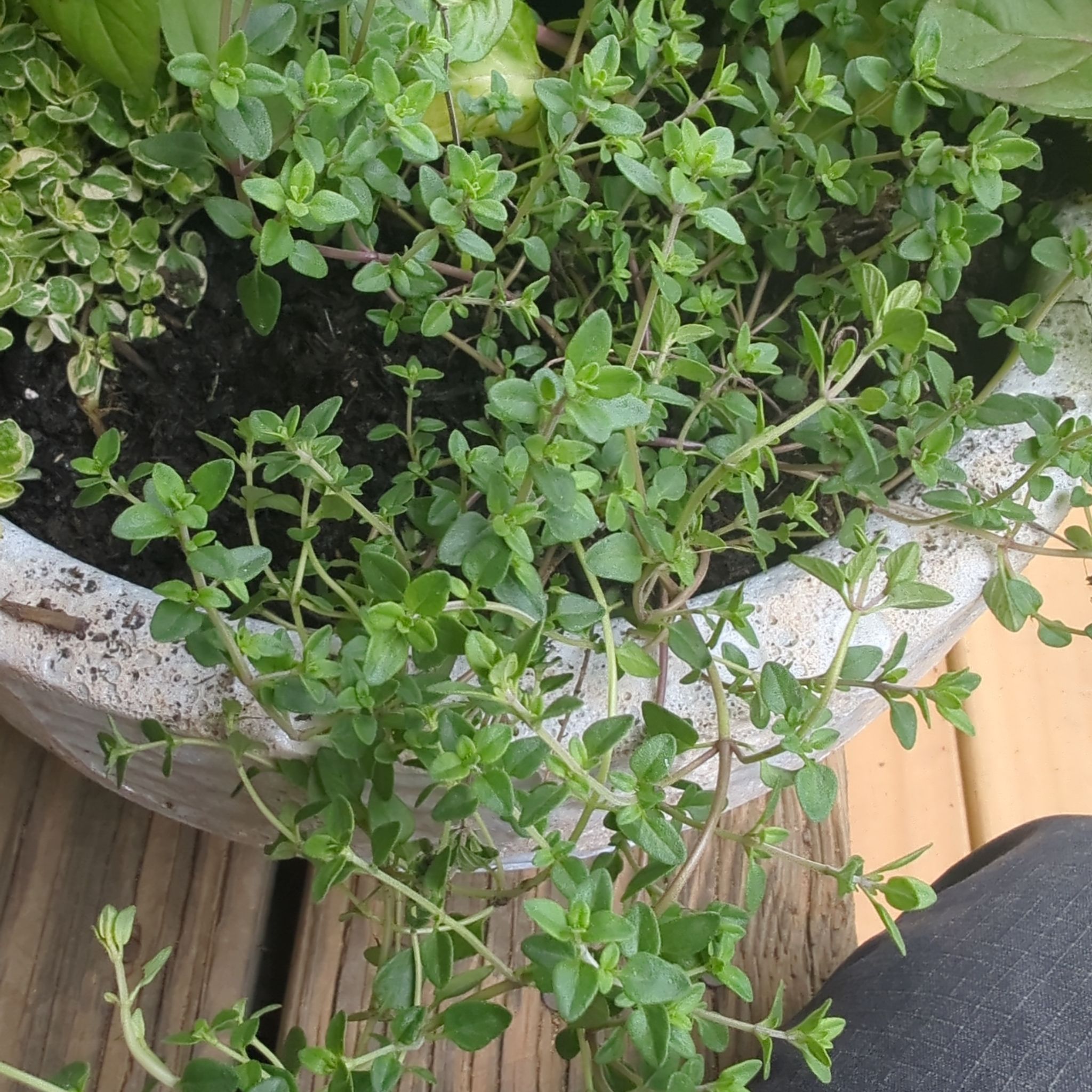 Plant care for Peas on Greg, the plant care app