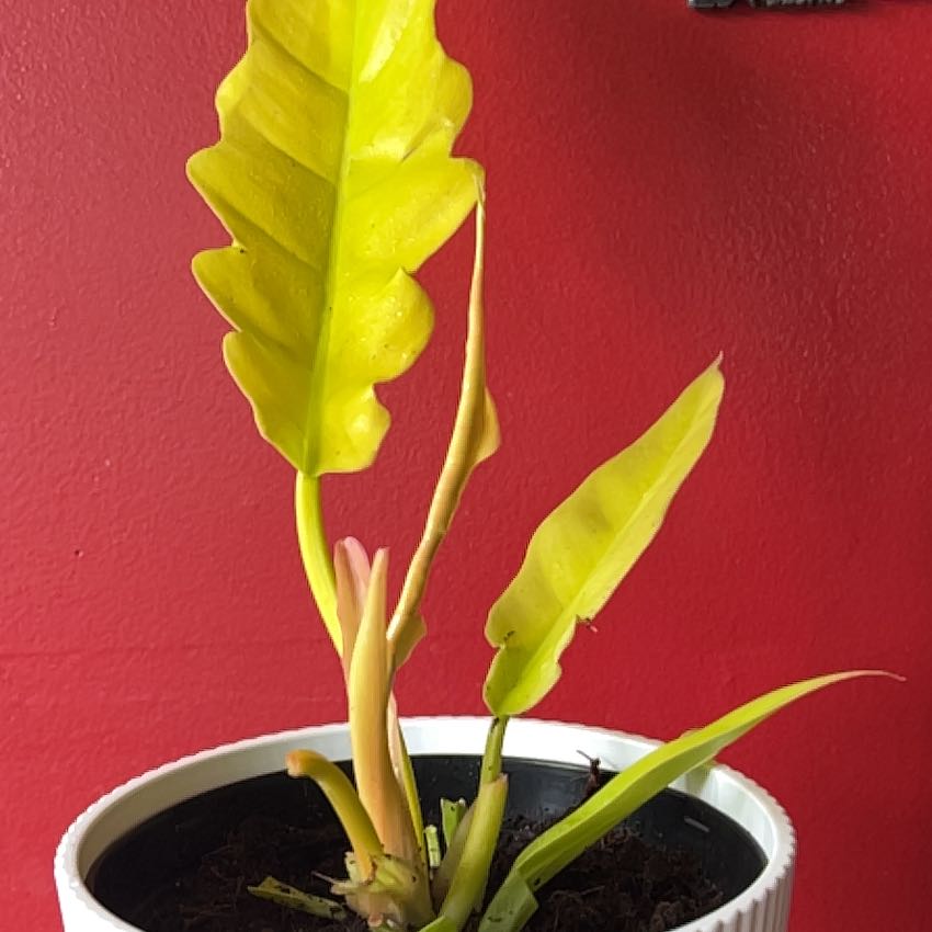 Potted Golden Crocodile plant with bright yellow leaves against a red background.