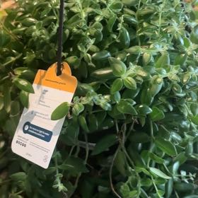 Photo of the plant species Red Elf Lipstick Plant by @PrimaryDidelta named Anne on Greg, the plant care app