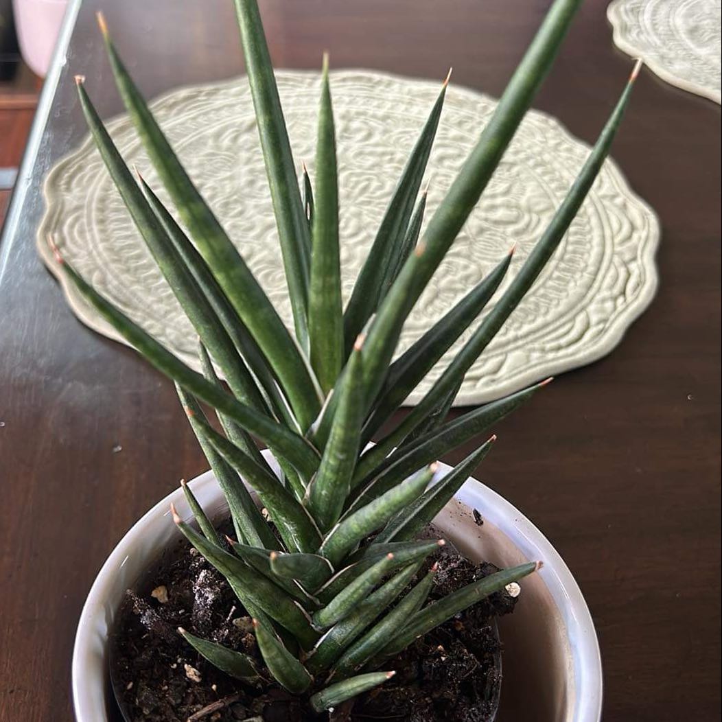 Plant care for Sansaveria on Greg, the plant care app