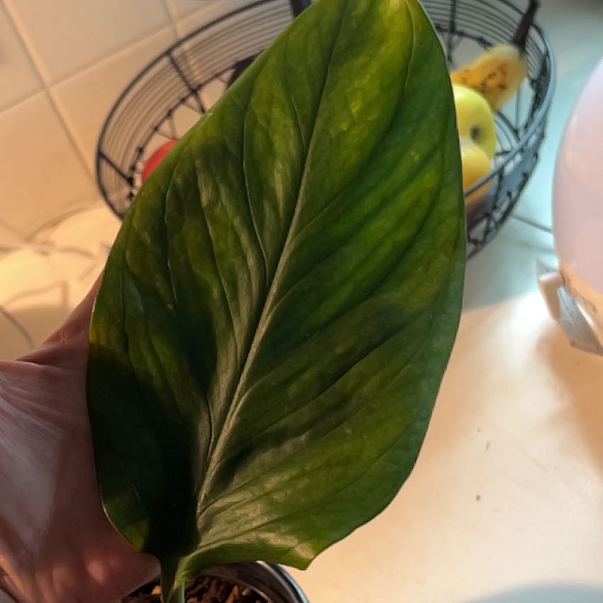Photo of the plant species Monstera pinnatipartita 'Siam' by @LadylikeBasil named Zion on Greg, the plant care app