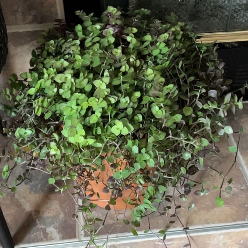 Photo of the plant species tradeseantia by @LadylikeBasil named LiloStitch on Greg, the plant care app