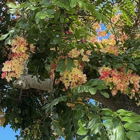 Photo of the plant species Cape Myrtle by @FabFriarscowl named Denali on Greg, the plant care app