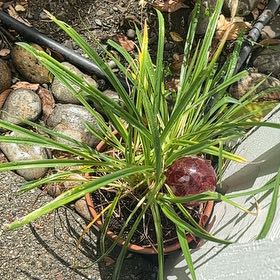 Photo of the plant species Reblooming Daylily by @LikelyWoodavens named Sproutacus on Greg, the plant care app