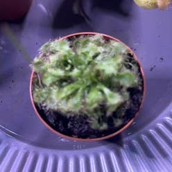 Spoon-Leaved Sundew plant