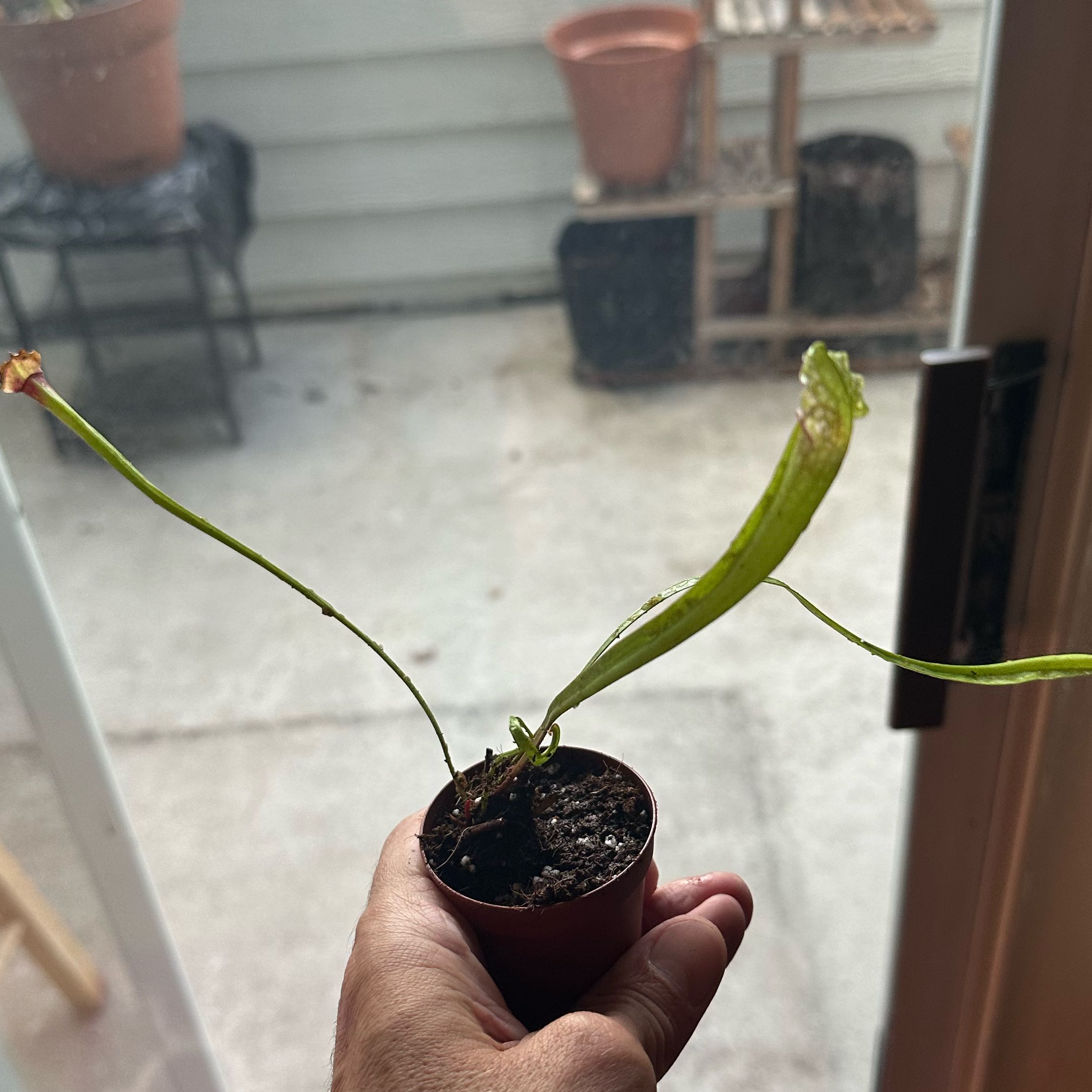 Photo of the plant species Juthatip Soper Pitcher Plant by @LikelyWoodavens named Miley on Greg, the plant care app