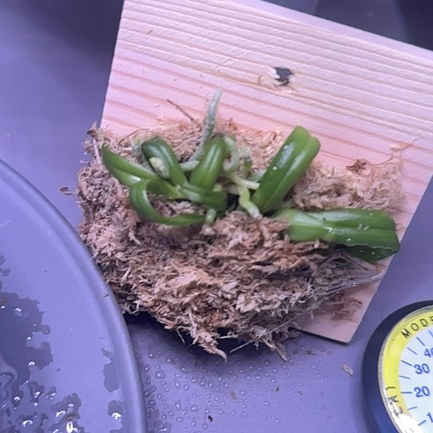 Photo of the plant species Taiwan Fragrant Orchid by @LikelyWoodavens named Naomi on Greg, the plant care app
