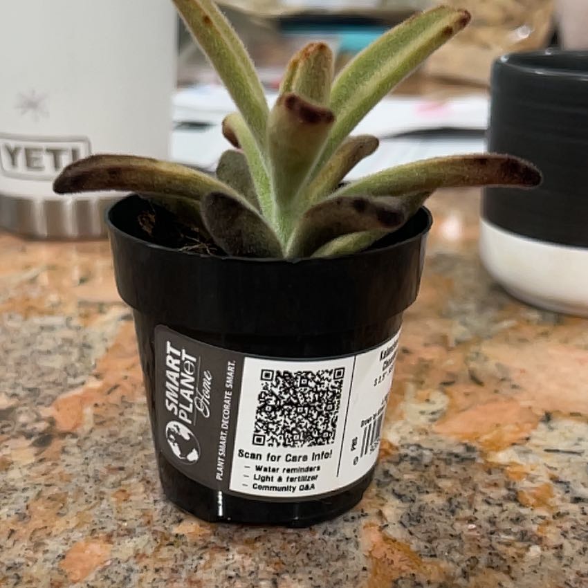 Photo of the plant species Chocolate Soldier by @SublimeChives named Coco on Greg, the plant care app