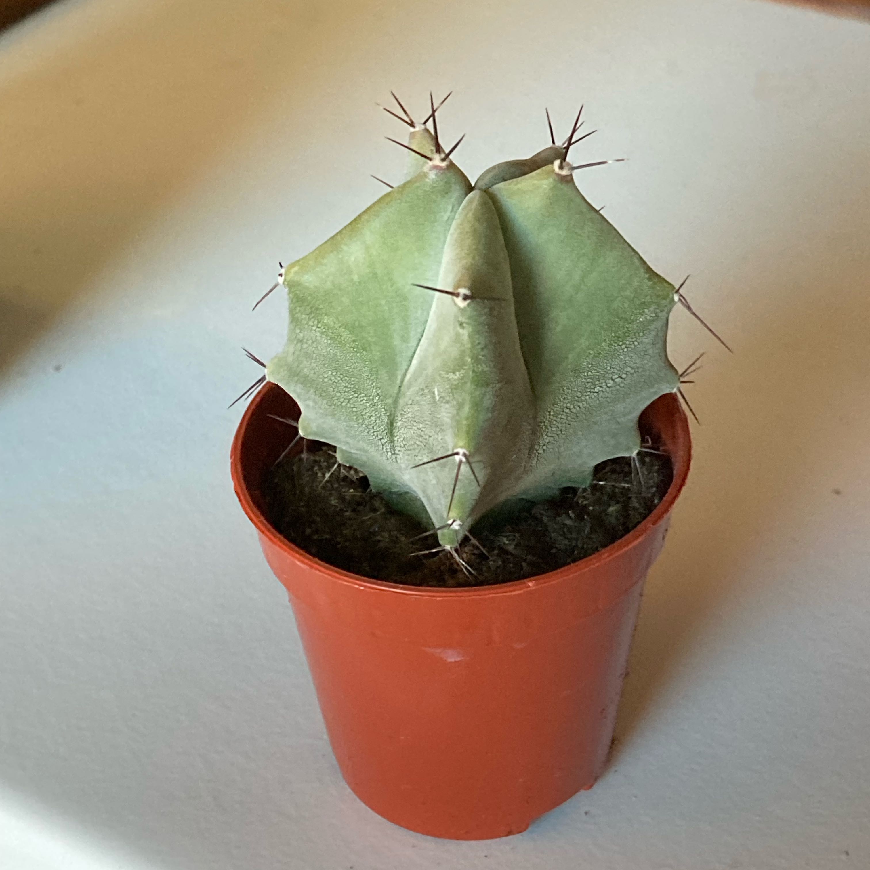 Gray Ghost Organ Pipe cactus in a small pot, healthy and well-framed.