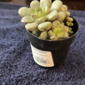 Photo of the plant species Graptoveria 'Amethorum' by @LogicalJubaea named Navajo on Greg, the plant care app